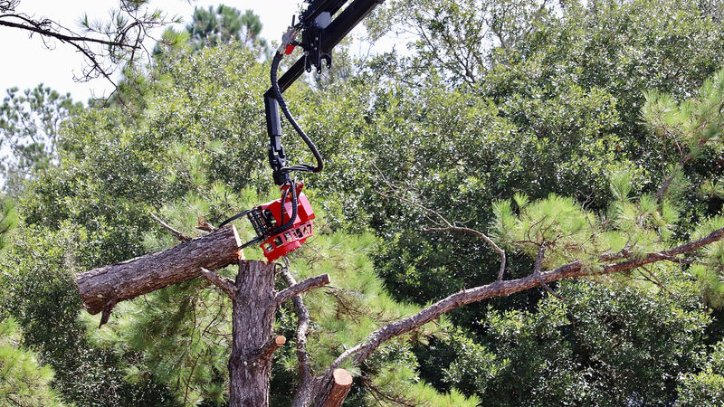 Crew removing large limb