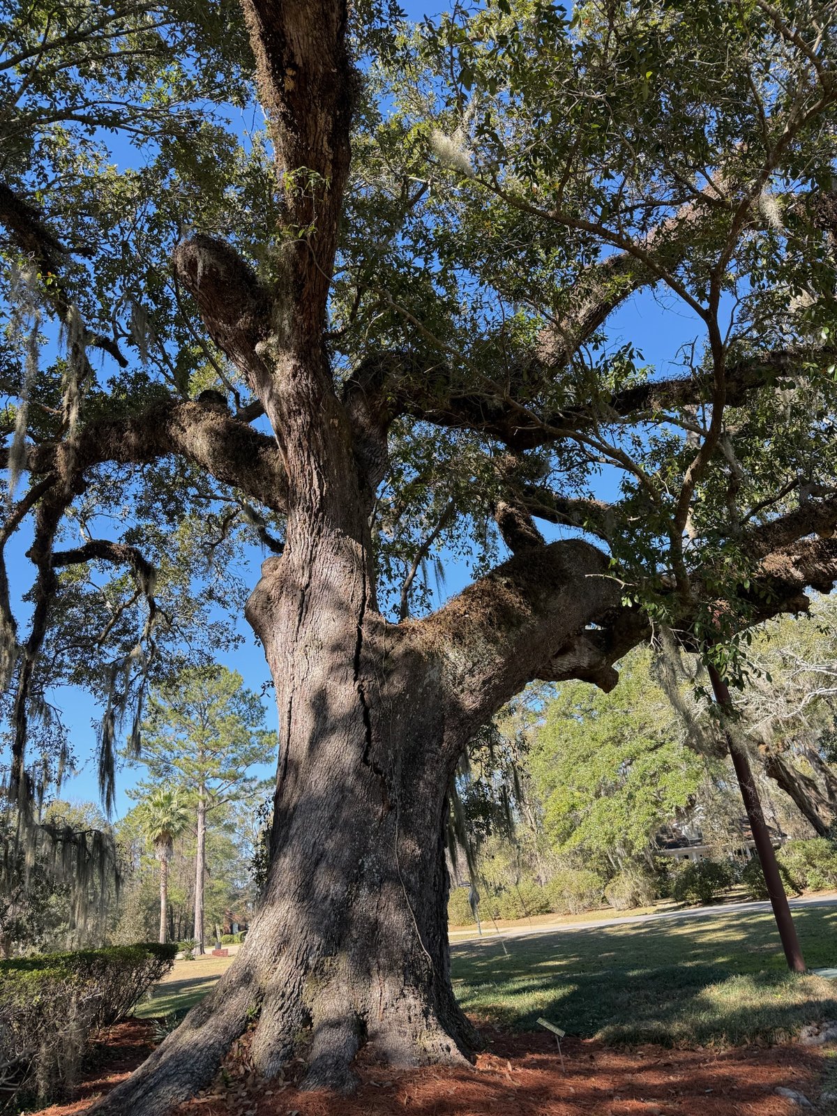 Steel support post beside the trunk and spreading limbs of a mature live oak